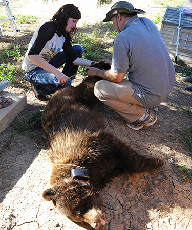 Casey Taylor and Jesus Rivas tag black bear