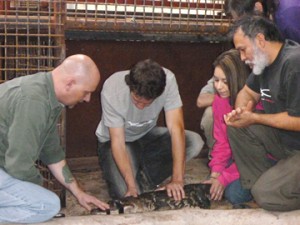 Professor with students examining a live aligator