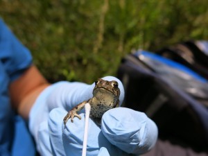 small frog being tested