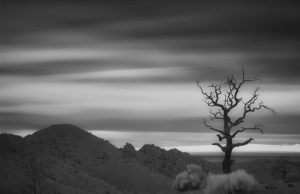 Image of a lone tree in the desert