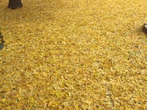 Photo of yellow leaves on the ground