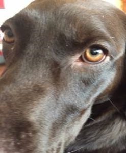 Closeup of Bella the chocolate lab