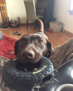 Photo of Bella the lab chewing a tire