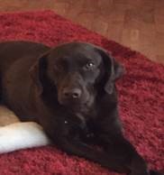 Photo of Bella the dog stretched out on a rug