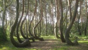 Photo of the Crooked Forest