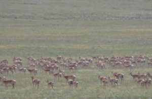 Image of herd of deer on Mongolian plain