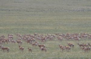 Image of herd of deer on Mongolian plain