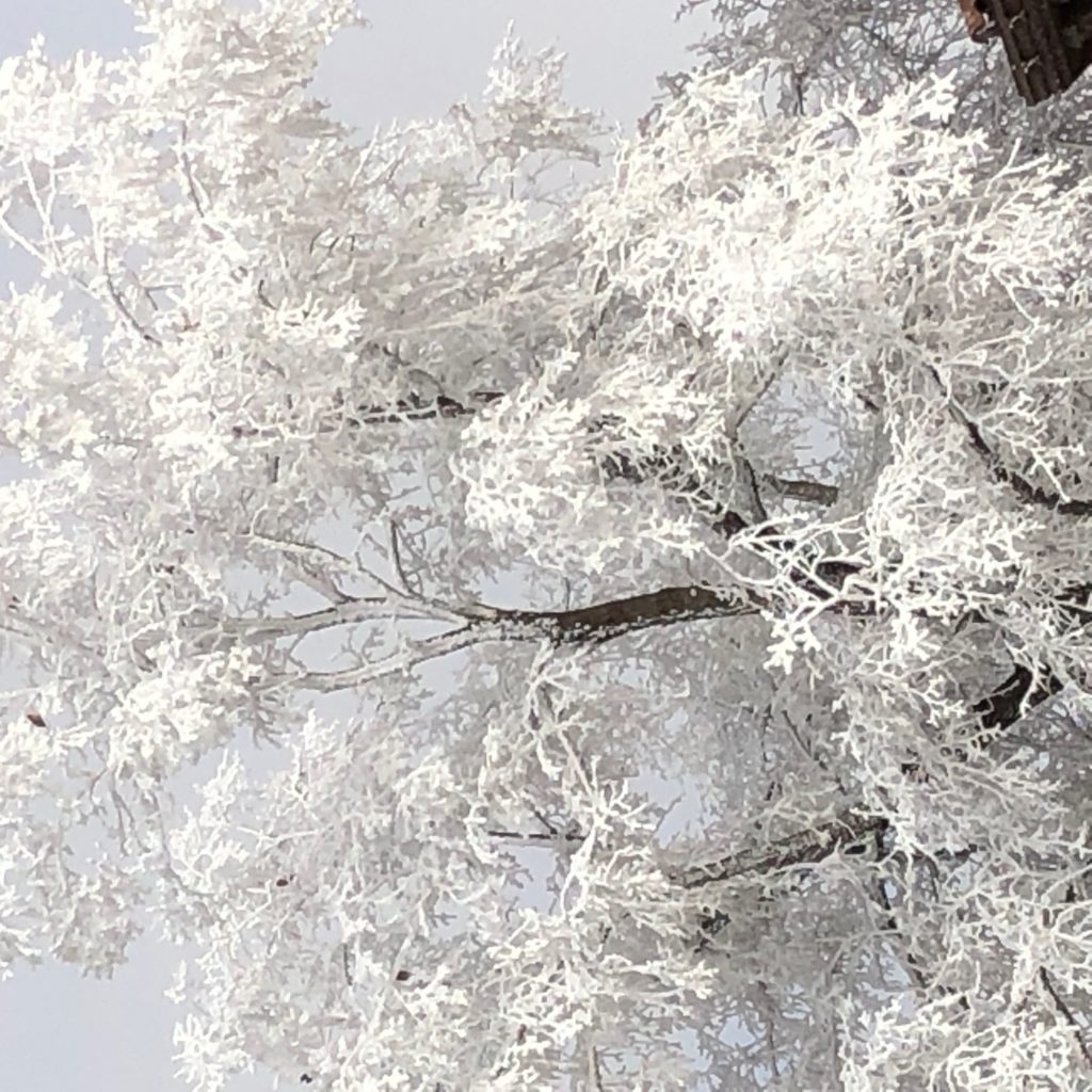 Photo of snow-covered tree on campus.