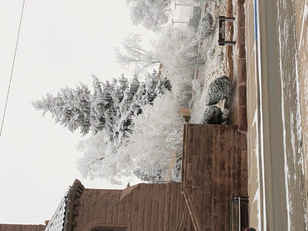 Photo of a snow-covered tree and bushes outside Ilfeld auditorium.