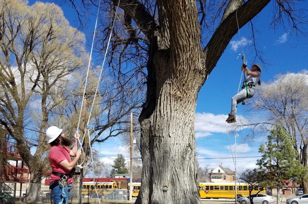 Photo of forestry students climbing tree in tackle