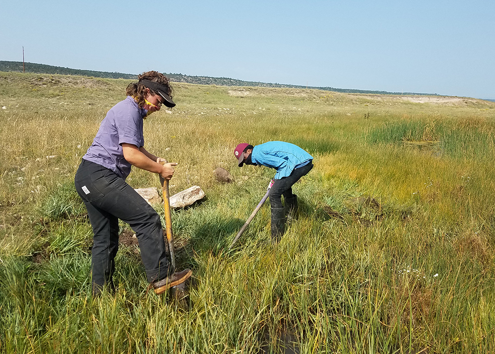 Photo of volunteers working on wetland restoration