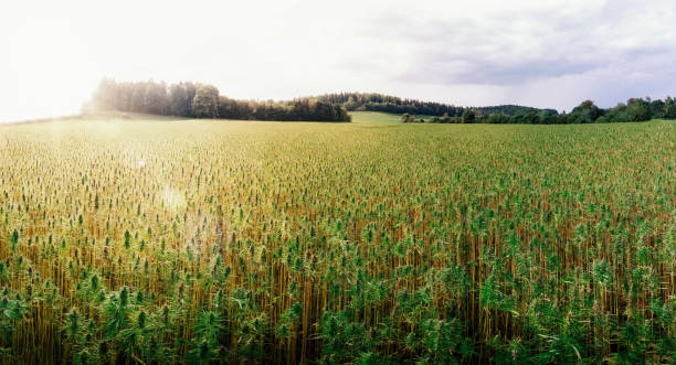 hemp outdoor field in germany