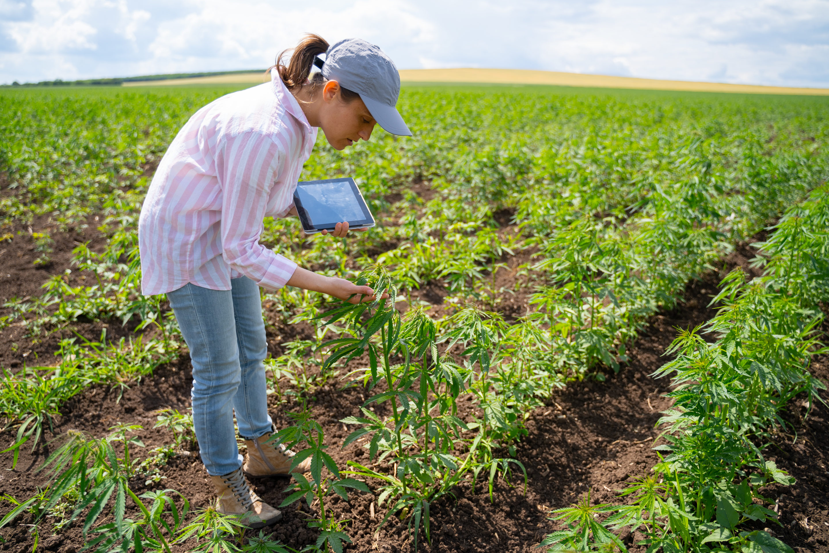 Woman with a tablet leans over to examine plants in a hemp field.