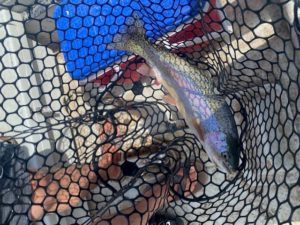 Photo of a rainbow trout caught in a net