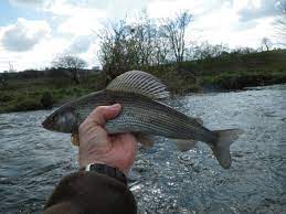 Photo of a hand holding a grayling fish over a river.