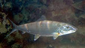 Photo of a bonefish