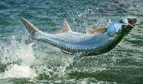 Photo of tarpon fish