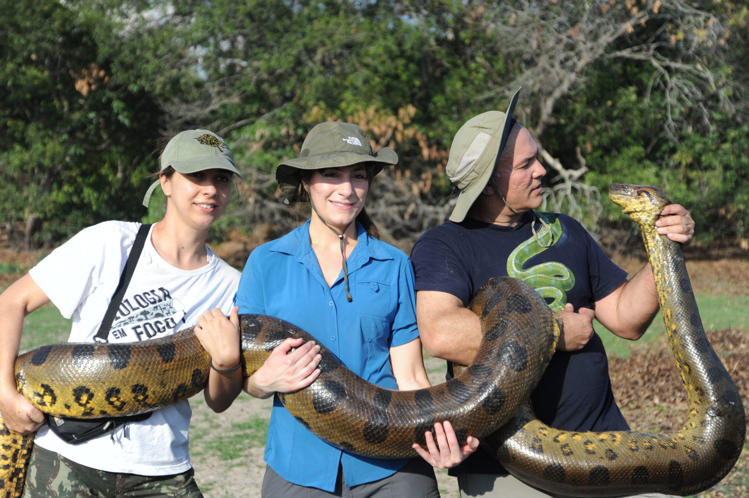 Photo of three people wrangling an anaconda