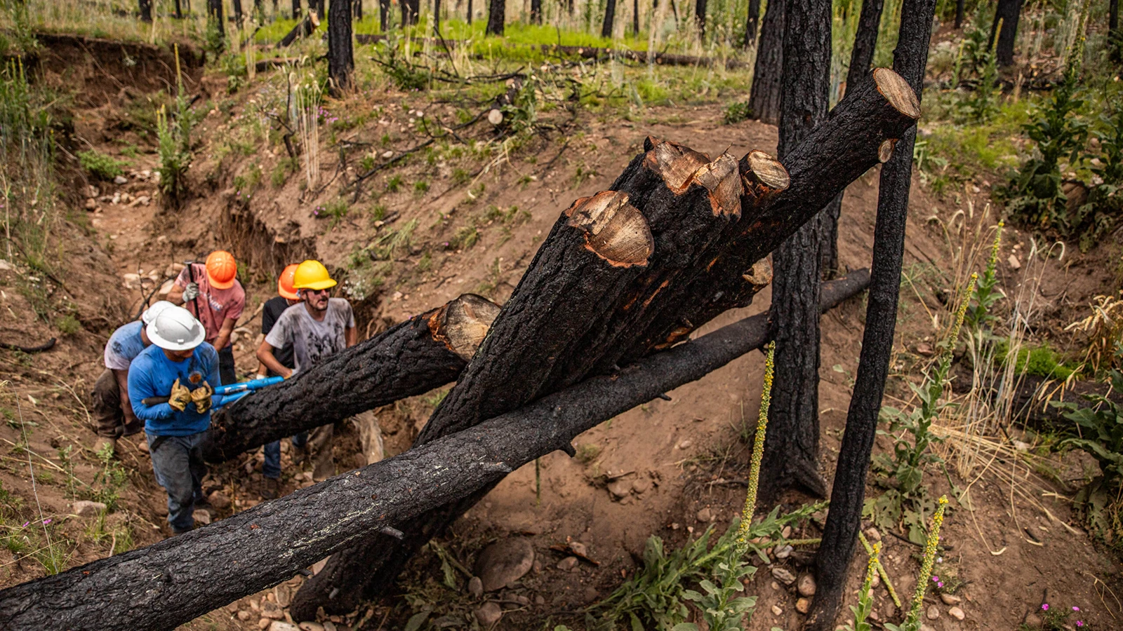 Students and faculty stacking logs at an angle.