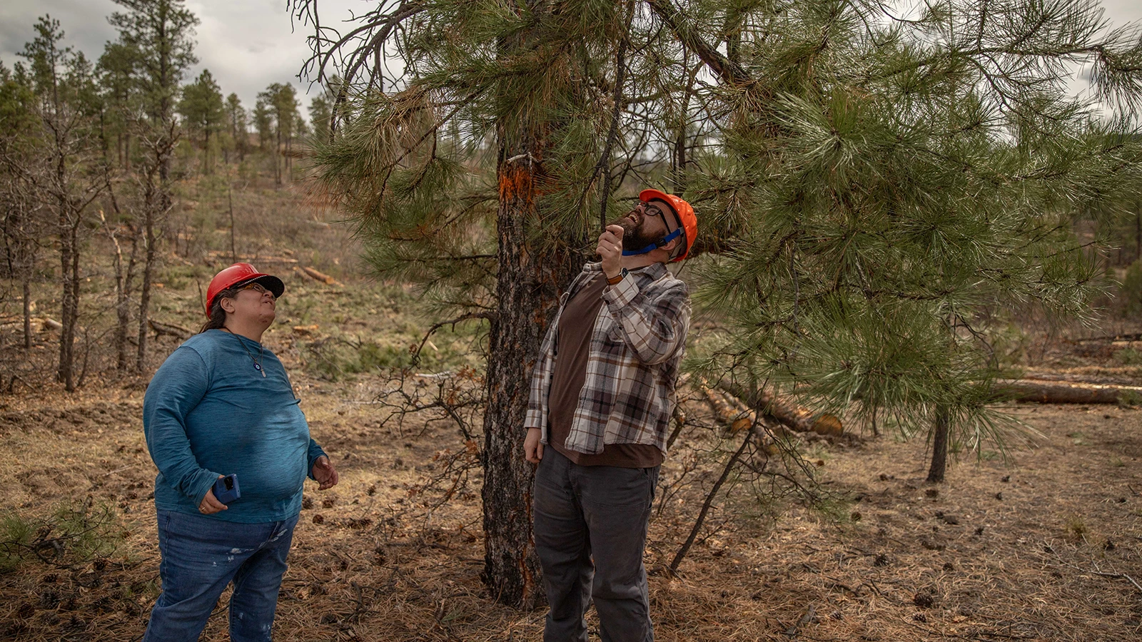NMHU student and faculty members looking up at a tree.